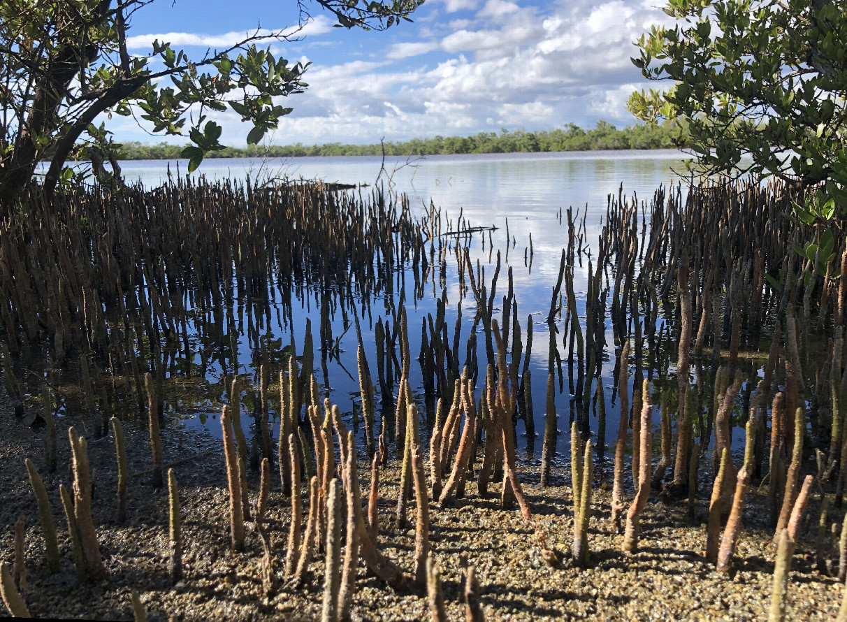 Nearby Mangrove Forest