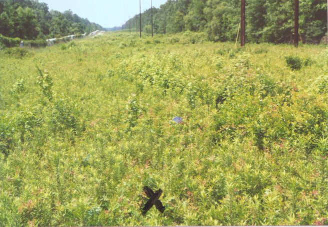 Looking north over the spot.