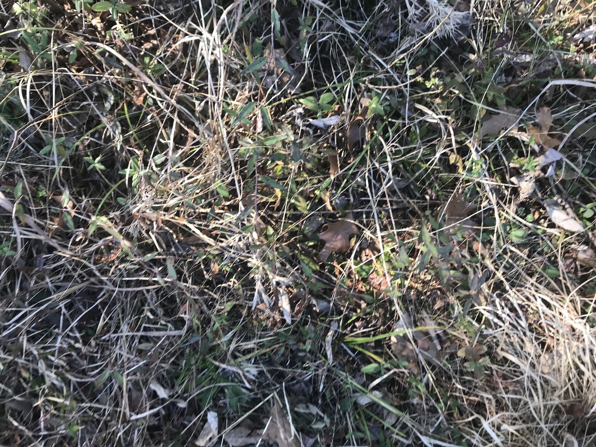 Ground cover at the confluence.