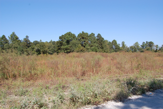 Looking north from the confluence.