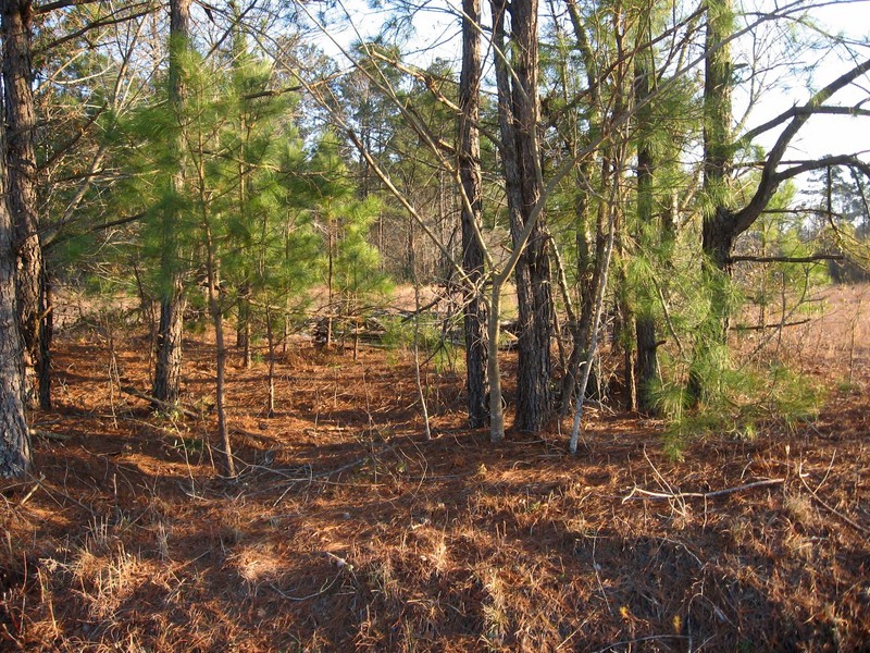 A sparse stand of pine trees to the south.