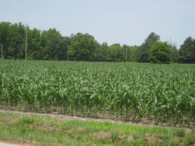 Corn Field Across Road
