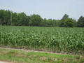 #10: Corn Field Across Road