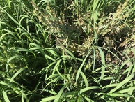 #4: Ground cover at confluence point. 