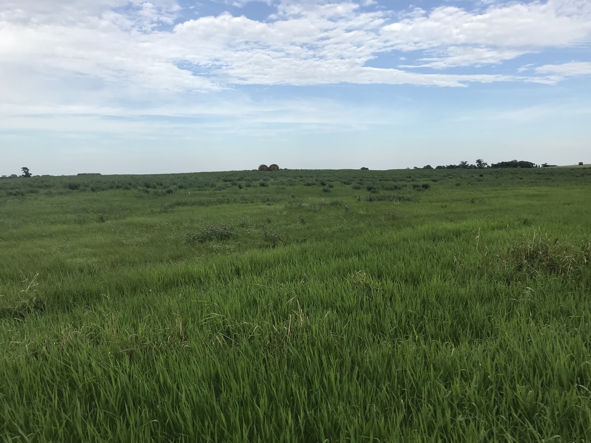 View to the east from the confluence point. 