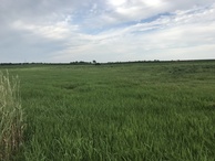 #5: View to the north from the confluence point.