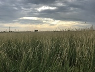 #8: View to the west from the confluence point. 