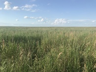 #5: View to the north from the confluence point.