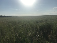 #8: View to the west from the confluence point. 