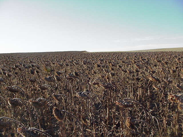 More Sunflowers Looking South