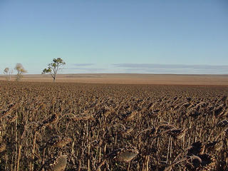 #1: At the site looking north