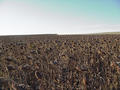 #3: More Sunflowers Looking South