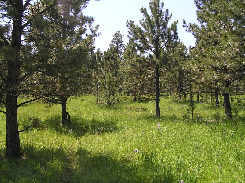 View to the south from the confluence.