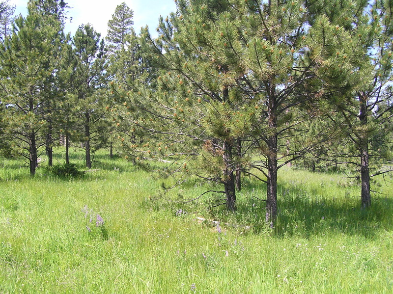 View to the west from the confluence point.