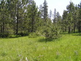 #5: View to the east from the confluence.