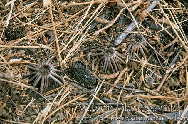 A close-up of the confluence. Note the three corn-stalk roots sticking out of the soil.