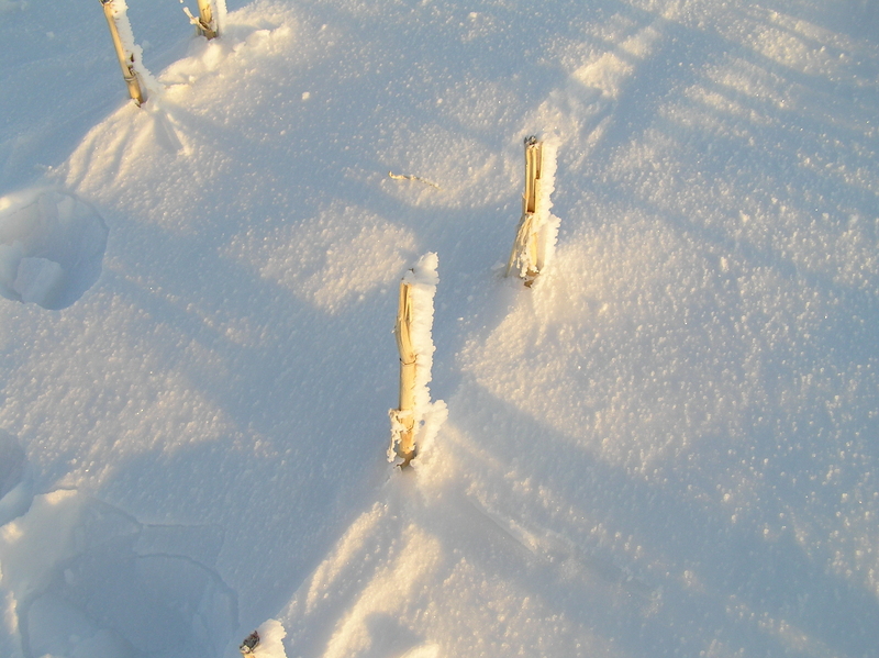 Frozen corn:  Ground cover at 45 North 97 West.