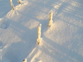 #4: Frozen corn:  Ground cover at 45 North 97 West.