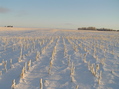 #5: View to the north from the confluence.