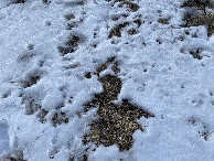 #8: Ground Cover at the confluence point.