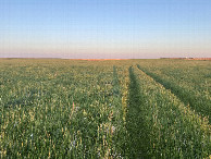 #9: Track en route to and south of the confluence.  