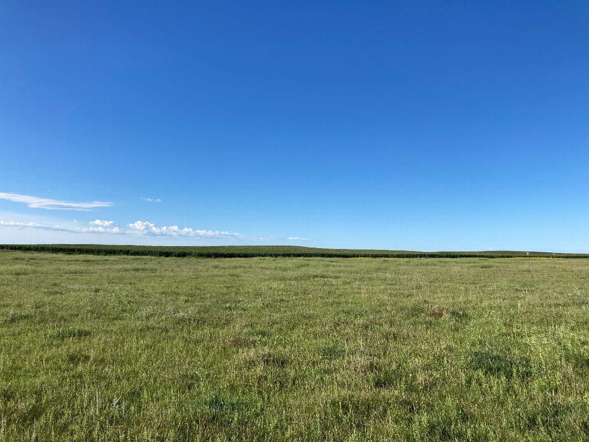 Looking south, toward a soybean field