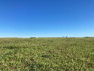 #2: Looking north from the confluence, at some of the only nearby trees
