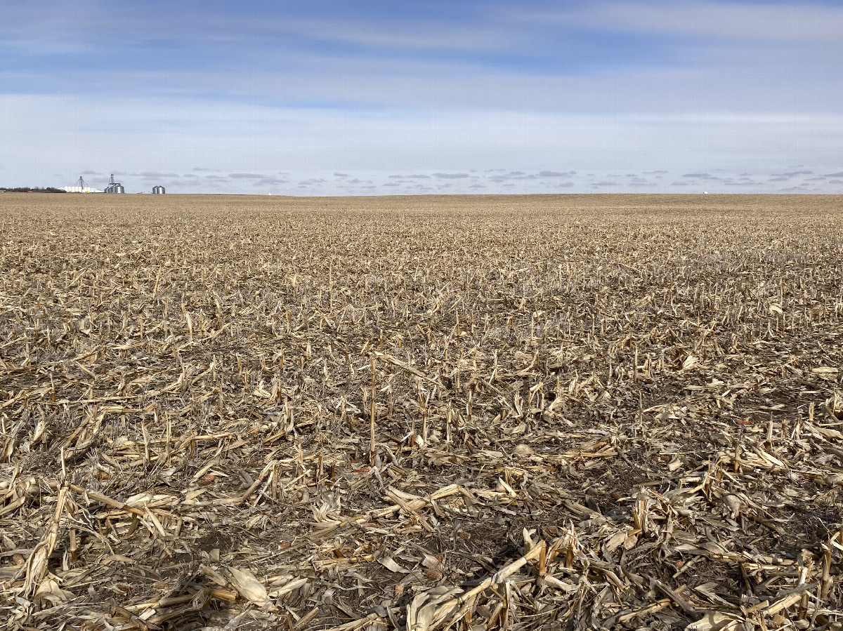 Looking northeast at 45N 100W, located beside the taller, bent stalk in the middle foreground