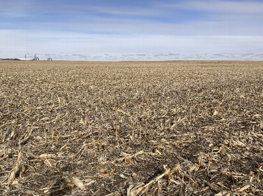#1: Looking northeast at 45N 100W, located beside the taller, bent stalk in the middle foreground