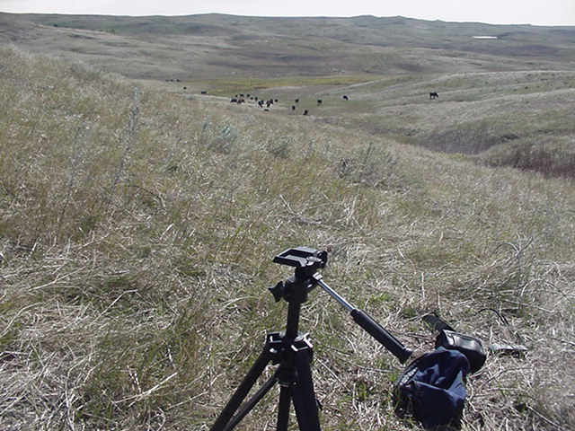 Looking SE - the cattle are coming.