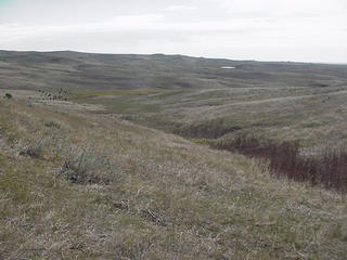 #1: 45N-101W-At the site looking SE with the cows.