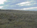 #4: Looking east up a small rise in the terrain.