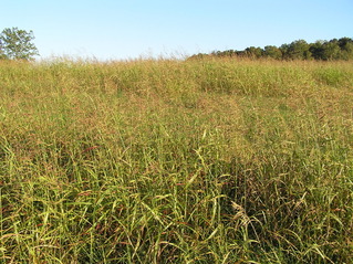 #1: Site of 35 North 85 West, in the foreground, looking east southeast.