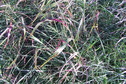 #4: Ground cover at the confluence point.