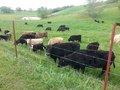 #7: Happy cattle 