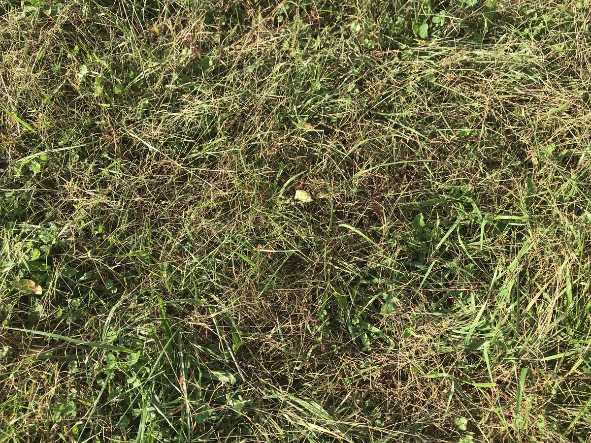 Ground cover at the confluence point. 