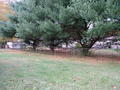 #2: Viewed from ten feet away, a chain link fence and a row of evergreens to the north form a backdrop for 36N 084W.