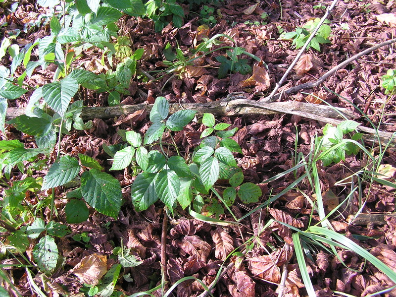 Thorny groundcover at the confluence point.