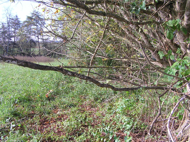 View to the south from the confluence.