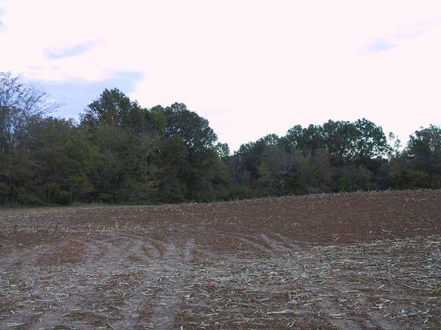 Looking East From Confluence Point