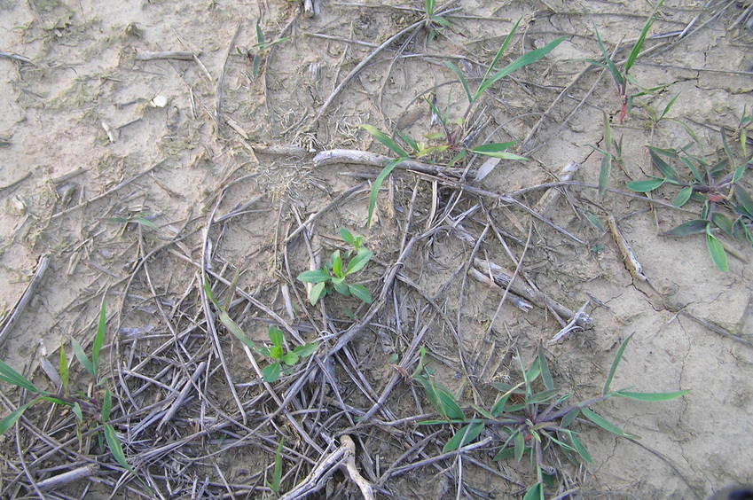 Ground cover at 36 North 89 West.