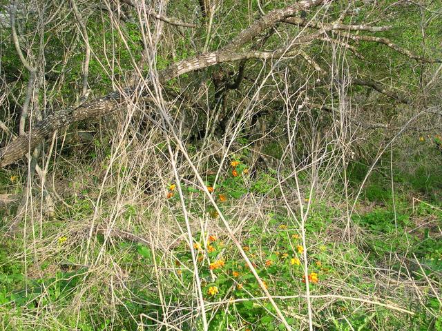 Looking northeast to the confluence through orange flowers (lantana)