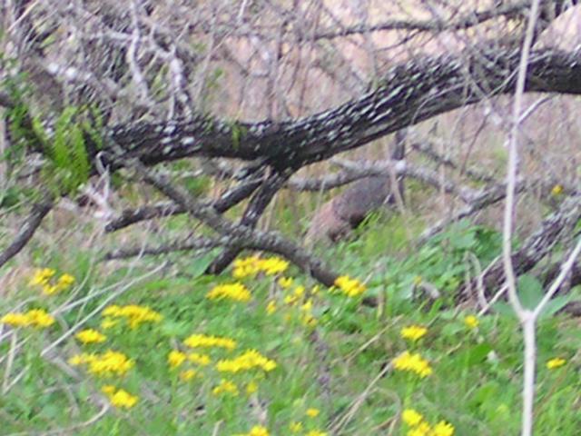 My first shot of Wild Turkey (couldn't resist the pun)