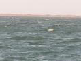 #5: View to the east from the confluence, showing the barrier island that separates Aransas Bay from the Gulf of Mexico.