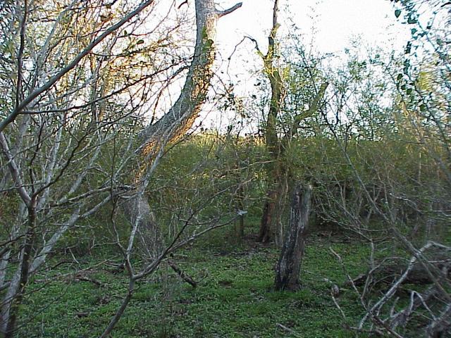 View to the south from the confluence.