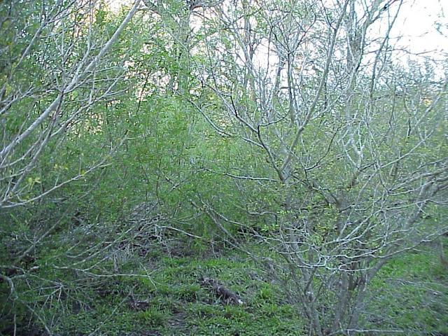 View to the north from the confluence.