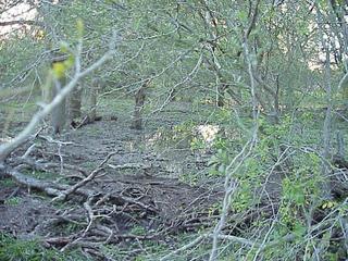 #1: View to the west from the confluence.