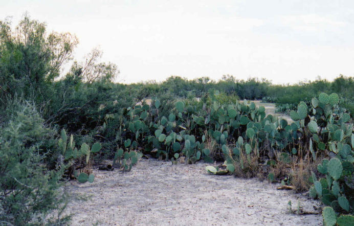 Surrounded by cacti at 28N 99W