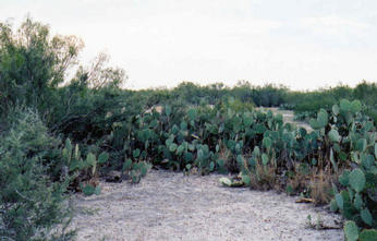 #1: Surrounded by cacti at 28N 99W