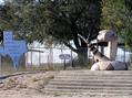 #10: Rattlesnake statue in Freer, Texas, nearest town to confluence.